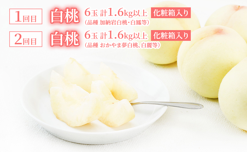 桃 定期便 2026年 先行予約 岡山 の 白桃 6玉 合計1.6kg以上×2回 お届け 化粧箱入り もも モモ 岡山産 国産 フルーツ 果物 ギフト