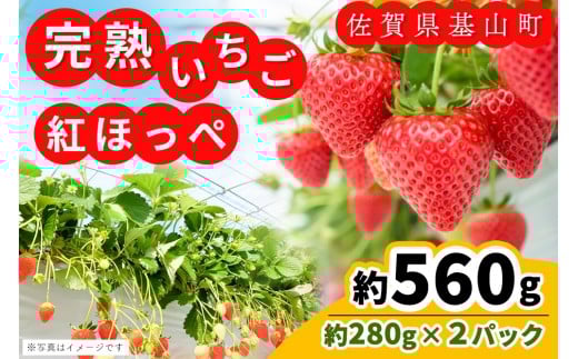 【九州内配送】【先行受付 2026年1月より発送】【農場直送！】紅ほっぺ(約280g×2P)【ふるさと納税 基山町産 いちご イチゴ 朝採れ 完熟果】K100025