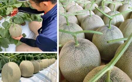 くまモン柄のメロン 1玉 【2026年6月下旬発送開始】 くだもの 果物 フルーツ めろん  肥後グリーンメロン くまもん くまモン