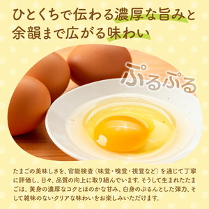 コッコファームのたまご 160個 コッコファーム《90日以内に出荷予定(土日祝除く)》熊本県 菊池市 卵 鶏卵 玉子 たまご 家庭用 熊本県産 九州産 冷蔵 送料無料