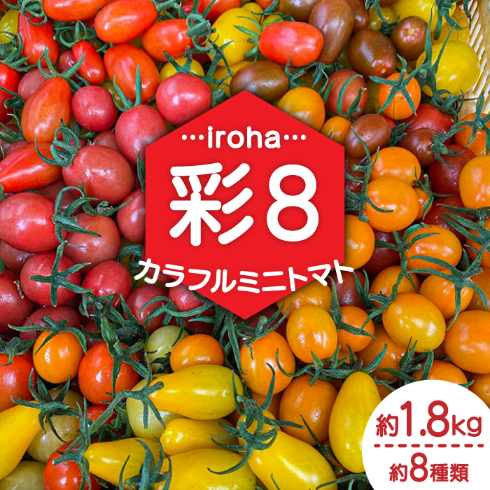 【2025年1月中旬～発送】カラフル ミニトマト 彩８（いろは） 約8種類 合計約1.8kg / トマト 夏野菜 野菜 旬 食べ比べ  / 南島原市 / 植木農園 [SBL001]_イメージ1