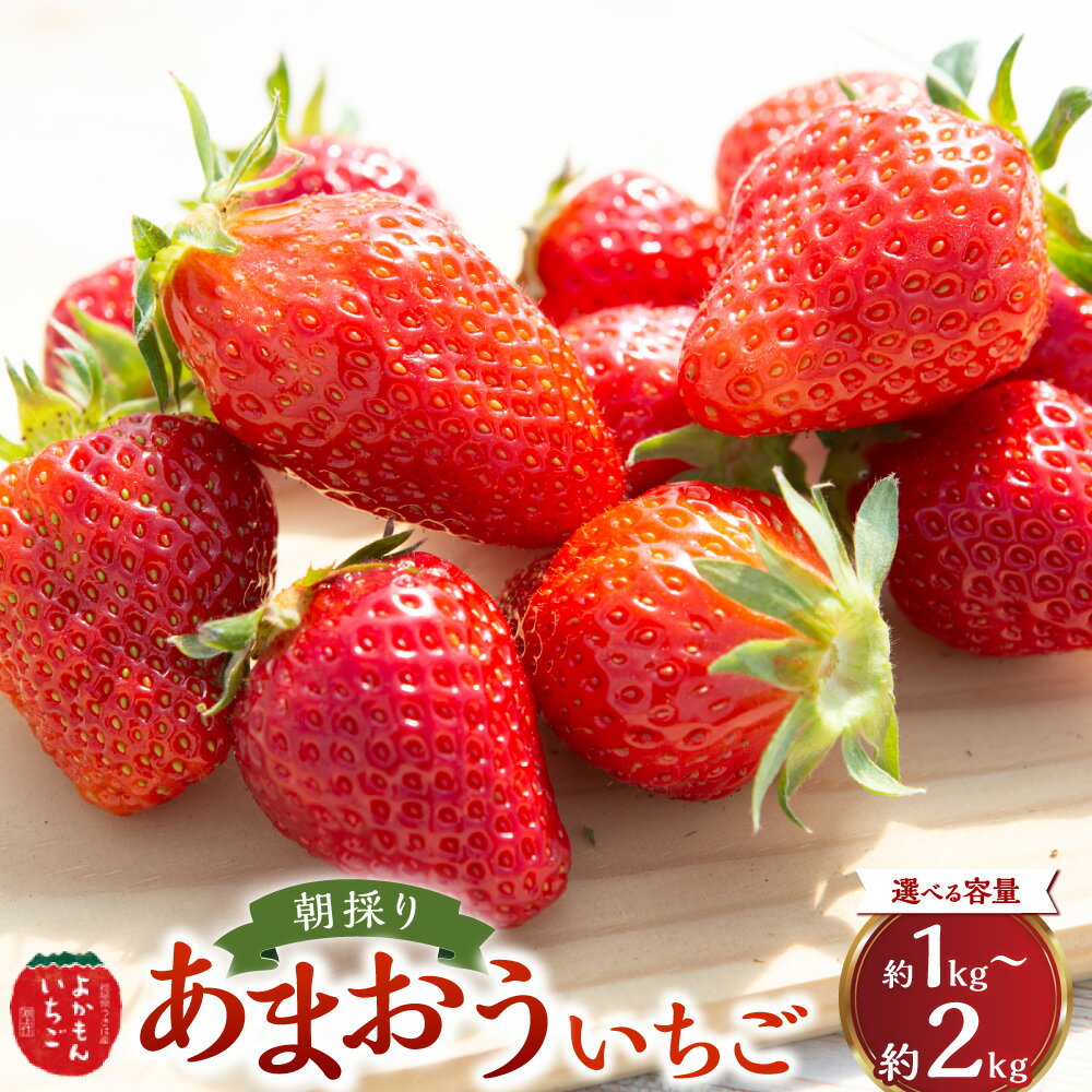【ふるさと納税】 〈選べる容量〉よかもんいちごの朝採りあまおういちご 【2026年1月下旬から2026年4月下旬 出荷予定】 あまおう いちご イチゴ 苺 よかもん苺 朝摘み 穫れたて 果物 くだもの フルーツ デザート 福岡県 うきは市