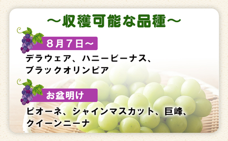 ＜三好農園のぶどう収穫体験チケット（大人2名様と小人1名様プラン）＞ 宇和ぶどう 葡萄 ブドウ 収穫 ぶどう狩り デラウェア ハニービーナス ブラックオリンピア ピオーネ シャインマスカット 巨峰 旅