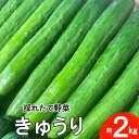 【ふるさと納税】きゅうり 新鮮野菜 詰め合わせ 2kg セット 胡瓜