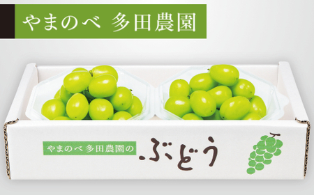 《先行予約》2026年産 シャインマスカット ダイヤパック 250g×2パック やまのべ多田農園のぶどう ブドウ F21A-312