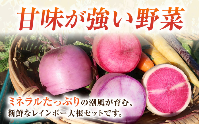 【先行予約】レインボー　大根　約2kg（10月～2月）【鈴也ファーム】 [AKCE015]
