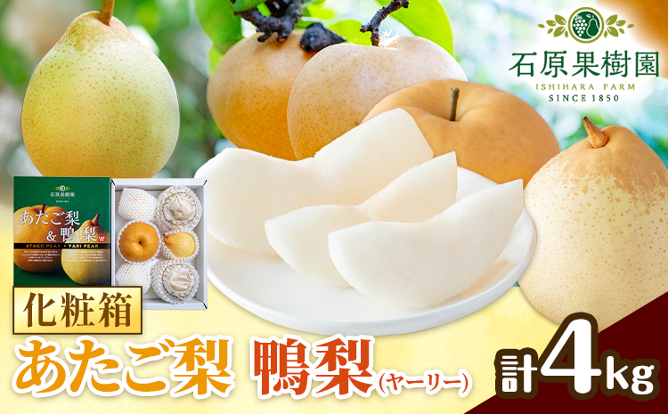 【先行予約】梨 なし 梨 旬 あたご梨 鴨梨 詰め合わせ 計約4kg 化粧箱 石原果樹園 《11月中旬-12月下旬頃より発送予定》岡山県 浅口市 果物 フルーツ 梨 詰め合わせ