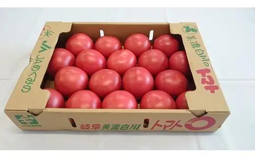 7月下旬発送！ 桃太郎トマト 4kg A等級 桃太郎 トマト 美濃白川 夏秋トマト とまと 夏野菜