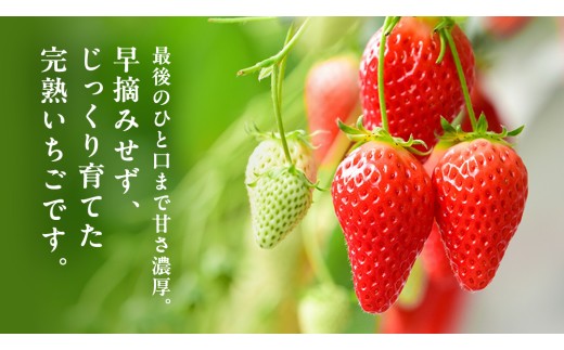 《 2027年 収穫分 》 完熟 やよいひめ 260g×2パック 国産 いちご イチゴ 苺 くだもの 果物 フルーツ 冬 春 旬 [BC026sa]