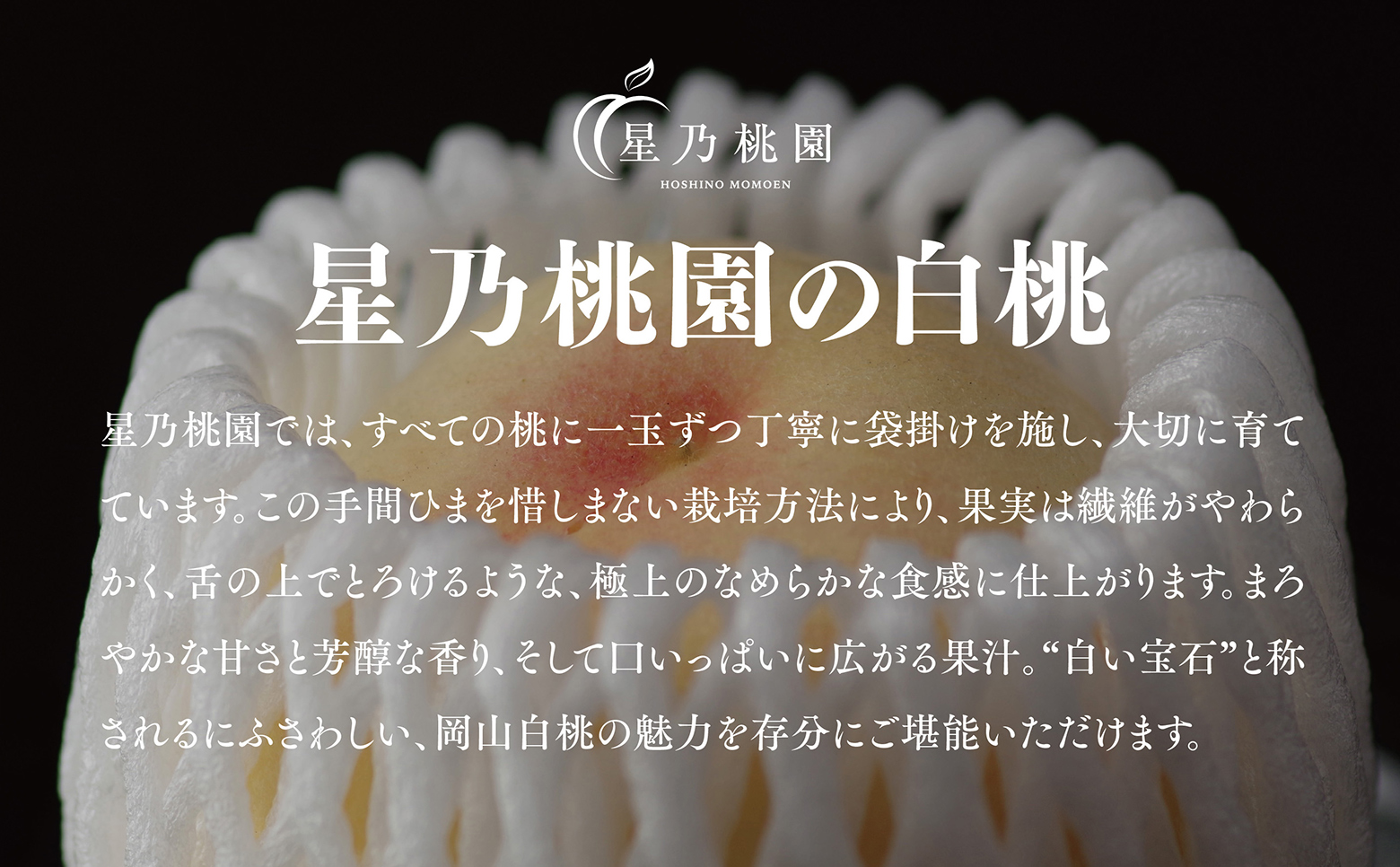 【星乃白桃】岡山県産 三つ星 セレクト白桃 1.5kg (5～6玉)【配送不可地域：離島・北海道・沖縄県】