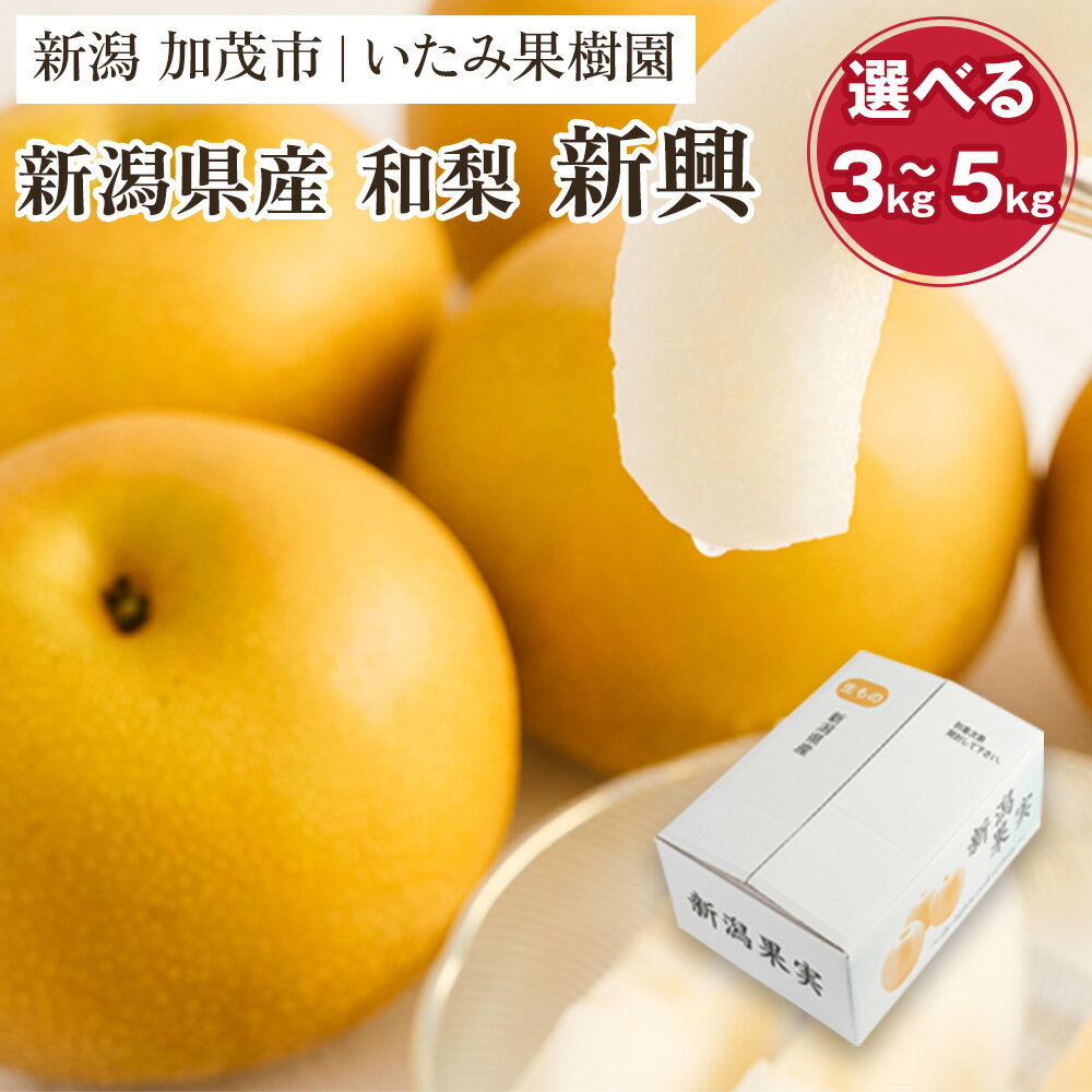 【ふるさと納税】【2025年先行予約】【厳選】新潟県産 和梨 新興 選べる内容量 「3kg」or「5kg」《10月下旬以降発送》果物 フルーツ しんこう 加茂市 いたみ果樹園