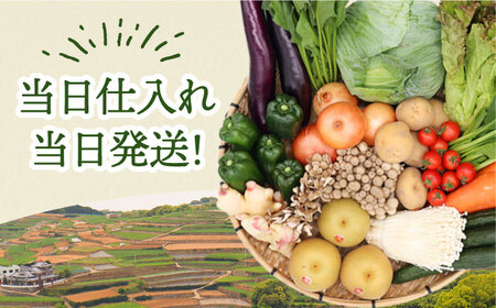 【9回定期便】野菜定期便 吉岡青果[SCZ024]