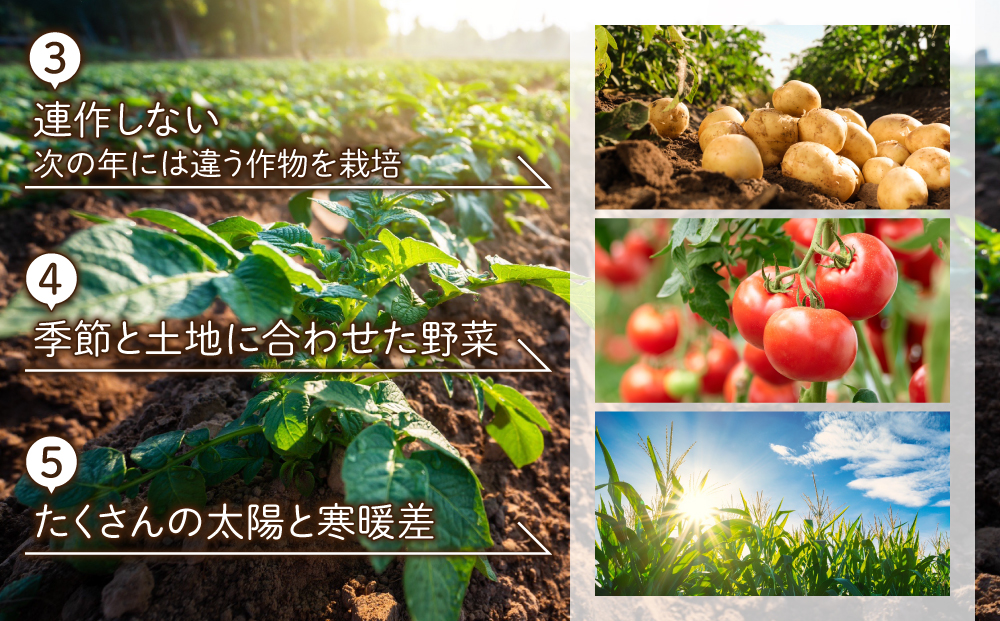 先行受付【里山JAPAN】長野県産新じゃがいも 生きた土壌で育った『白土馬鈴薯5㎏』｜2025年7月〜8月発送予定