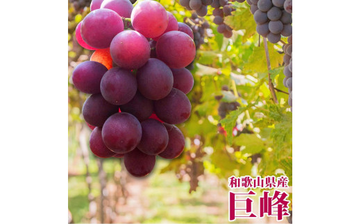 
【先行予約】紀州有田産の巨峰ぶどう約３kg
