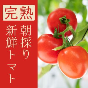 太陽の恵みをたっぷり浴びた はにかみトマト 1kg ミニトマト  真岡市 栃木