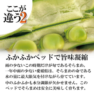 【2026年5月中旬頃から順次発送】 訳あり そら豆 約4kg ( 訳あり 野菜 ソラマメ そらまめ 旬の野菜 松山 愛媛県 )【VEG034】