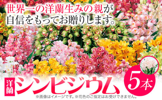 ＜ 先行予約 ＞洋蘭 シンビジウム 5本 《2024年12月上旬‐2025年3月上旬より発送予定》株式会社 河野メリクロン あんみつ館 蘭 ラン 洋ラン シンビジューム 世界一 花 鉢 記念日 送料無料 徳島県 美馬市