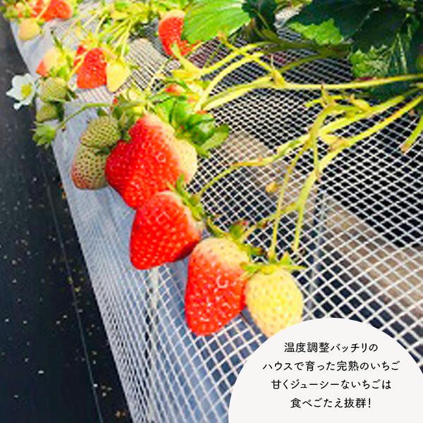 水の与え方も工夫し、農薬を使わないようにしています。