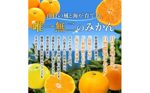 セミノール 5kg /  みかん 晩柑 柑橘 果物 送料無料 産地直送 和歌山県 由良町 ※3月下旬～4月下旬頃に順次発送予定【kzmn016-r-5】