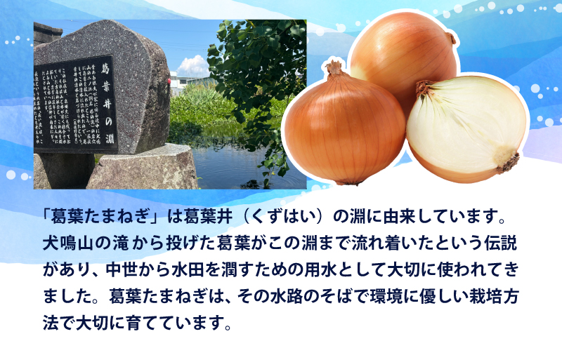 【先行予約】葛葉玉ねぎ 6kg【10〜15玉 泉佐野市 泉州たまねぎ 肉厚 甘い】 010B1773