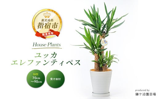 2026年3月上旬～発送【観葉植物】ユッカ・エレファンティペス70cm～90cm(鎌ヶ迫園芸場/016-1490) 南国鹿児島県で育った 観葉植物！植物 鉢付 インテリア 室内 オフィス おしゃれ プレゼント ギフト 開店祝い 移転祝い マイナスイオン【配送不可地域：北海道・沖縄県・離島】