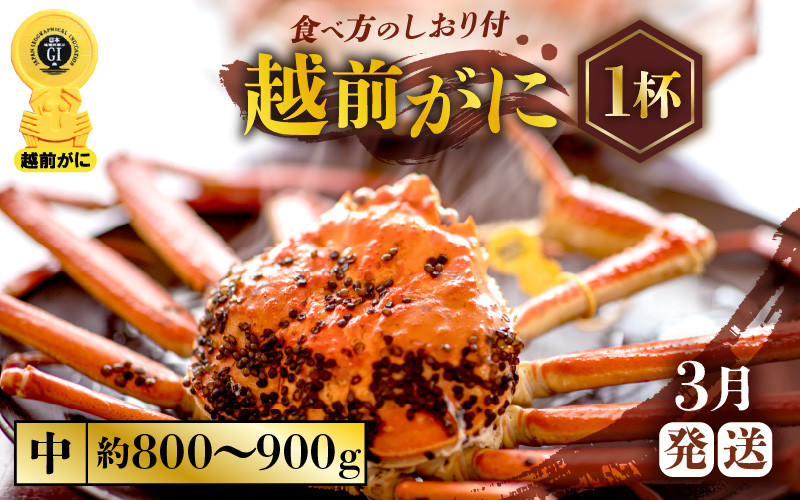 
            越前がに本場の越前町からお届け！ ≪浜茹で≫越前がに 中サイズ × 1杯（生で約800g～900g）食べ応え十分 食べ方しおり付き【かに カニ 蟹】【福井県 越前町 雄 ズワイガニ ボイル 冷蔵 越前ガニ 越前かに 越前カニ ずわいがに ずわい蟹 かに カニ 蟹】【3月発送分】希望日指定可 備考欄に希望日をご記入ください [e57-x003_03]
          