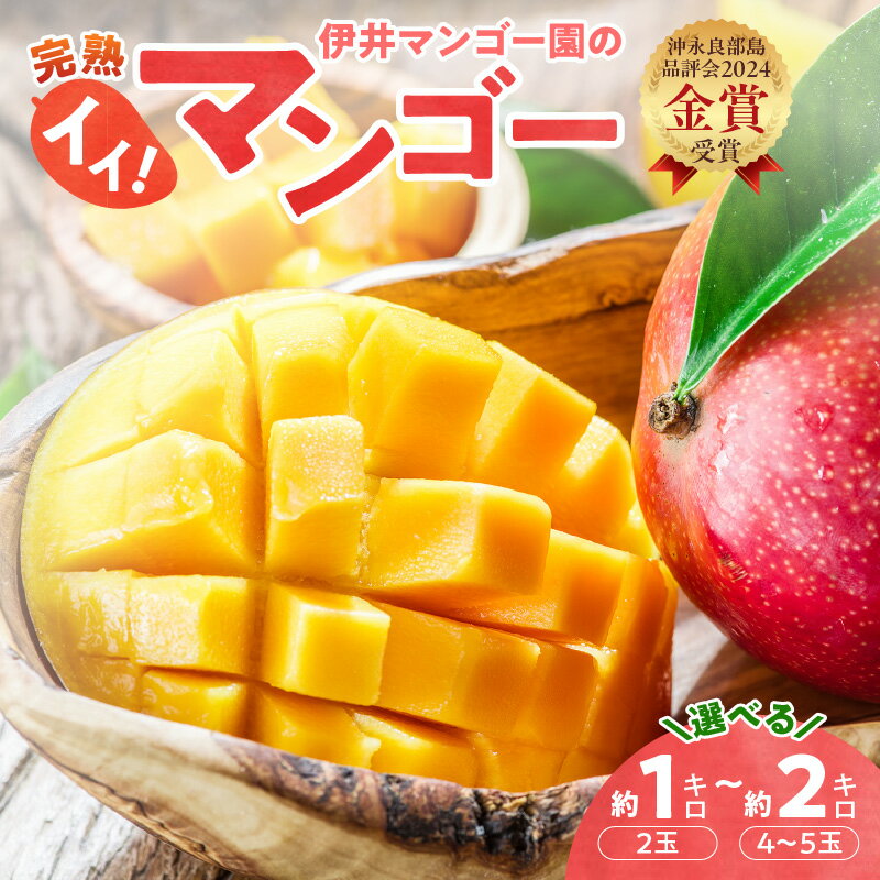【ふるさと納税】【2026年先行予約】＜選べる＞ 完熟マンゴー 1kg or 2kg 伊井マンゴー園のイイ！マンゴー マンゴー フルーツ 果物 果実 先行予約 数量 期間 限定 完熟 南国 化粧箱 伊井マンゴー園 鹿児島 知名町 沖永良部島 沖永良部 おすすめ ランキング プレゼント ギフト