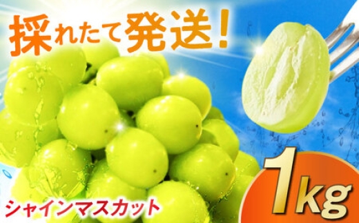 【2026年発送】シャインマスカット 1kg / 佐賀県 / リフルット株式会社 [41ABAA011]