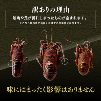 【訳あり】冷凍伊勢海老1kg（2～7尾）【 魚介類 えび 伊勢えび イセエビ】[C01706]