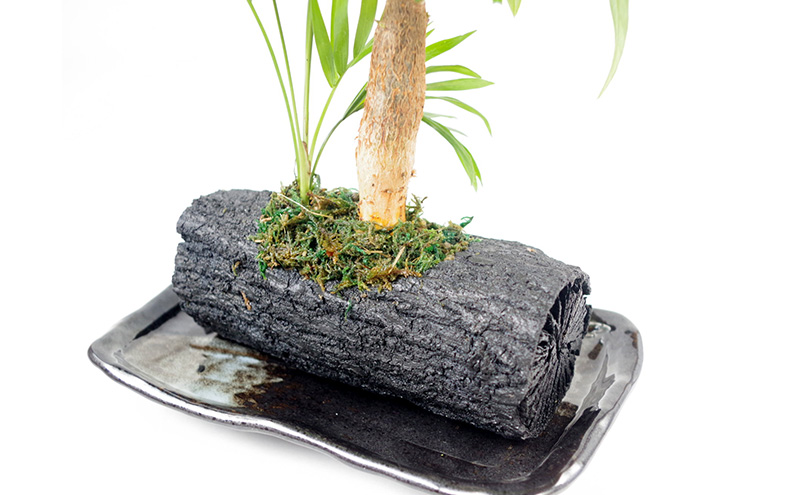 炭花壇 観葉植物（パキラ）観葉植物 インテリア おしゃれ プレゼントギフト 贈り物大田区 東京都