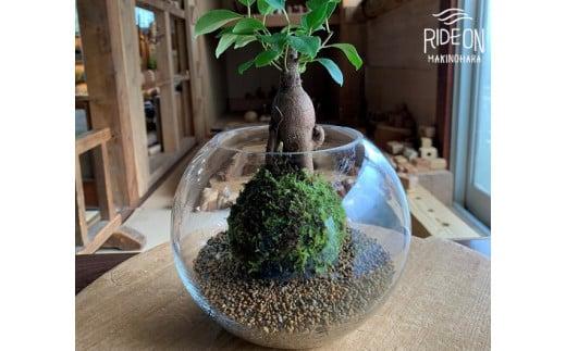 苔 ガジュマル 苔玉 コケ こけ 農家直送 コケノミウラ 静岡県 牧之原市 こけ 専門 農家 直送 観葉 植物 インテリア 