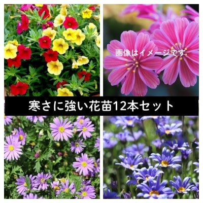 早春を飾る花苗セット【4月発送】　12ポット【配送不可地域：離島・北海道・沖縄県】【1625243】