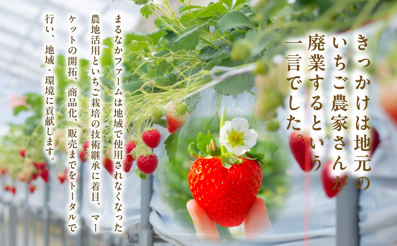 《2026年1月3日～5月23日開園》いちご狩りペア入場チケットいちご狩りペア入場チケット いちご ストロベリー いちご狩り 苺 イチゴ フルーツ 果物 おすすめ お中元 お歳暮 ギフト 二本松市 ふ