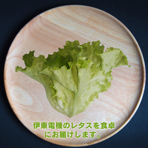 【3か月定期便】＼地下工場から生まれた／水耕栽培の長持ち新鮮レタス！2種詰め合わせ（計6個×3か月)