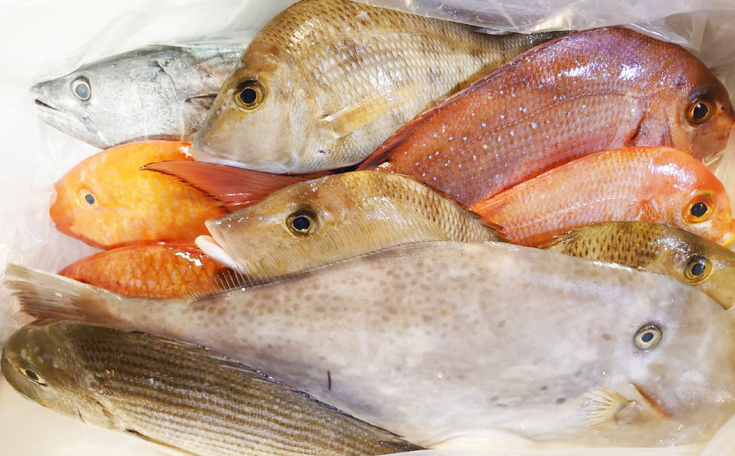 長崎漁港発！長崎近海産旬の鮮魚セット (中) ／ 魚 魚介 鮮魚 海鮮 海産物 刺身 セット 地魚 詰め合わせ 詰合せ つめあわせ 大将農園 長崎県 長崎市 【2025年9月下旬～12月下旬迄発送予定