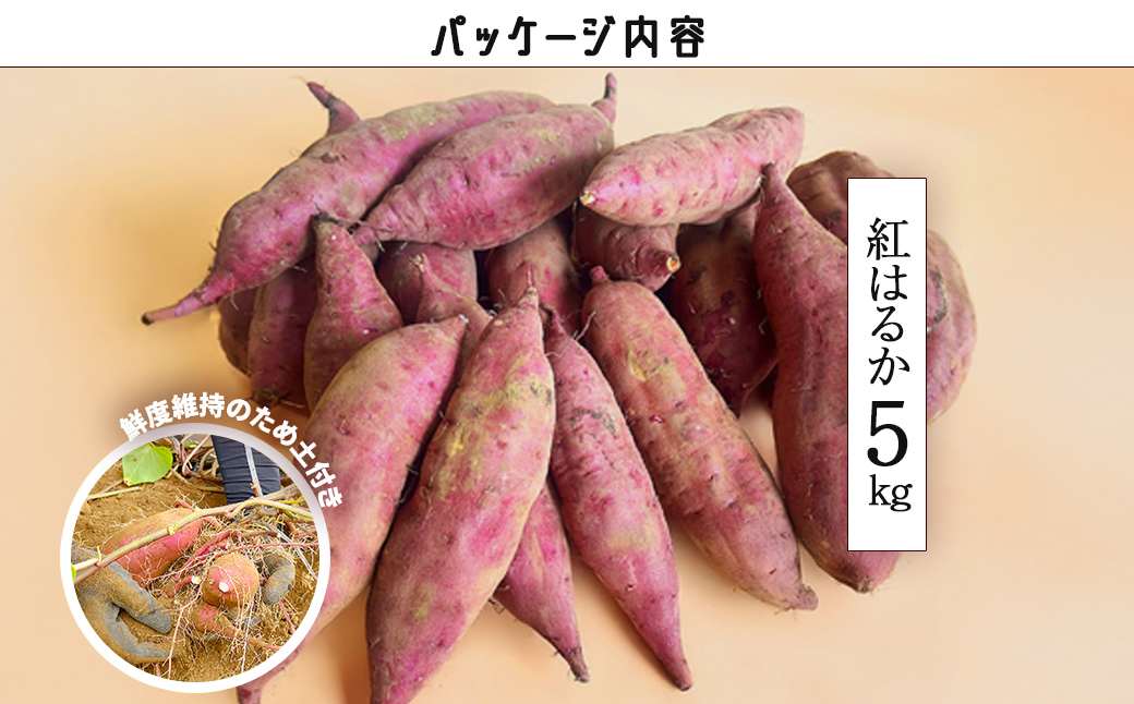先行受付【訳あり】さつま芋 紅はるか 約5kg 千葉県香取市産【2025年12月上旬より順次発送】/さつまいも さつま芋 芝山農園 香取市/KTRAZ005