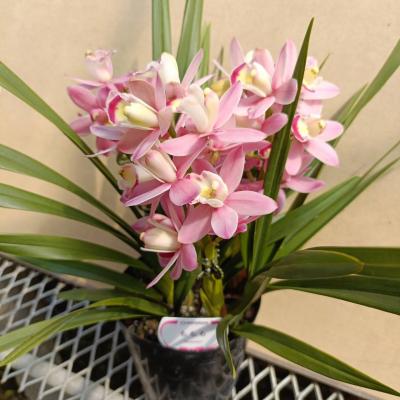 ふるさと納税 越知町 洋らん シンビジューム 「ももも」 3本立