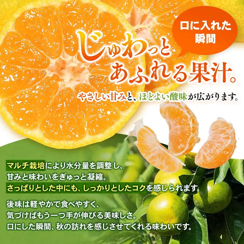 みかん 極早生温州みかん 約10kg マルチ栽培【mntf0004】