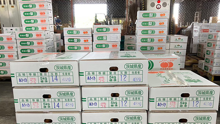 茨城県産 梨 秋月 （約 5kg ） 10～16玉 フルーツ 果物 なし ナシ 旬 新鮮 期間限定 甘い 国産