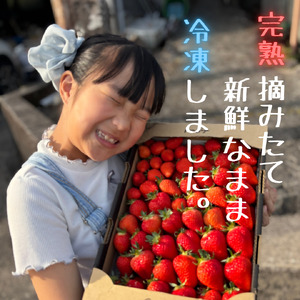 訳あり！太良町産「ゆめのか」冷凍いちご500ｇ×４袋 佐賀県 太良町 NB45