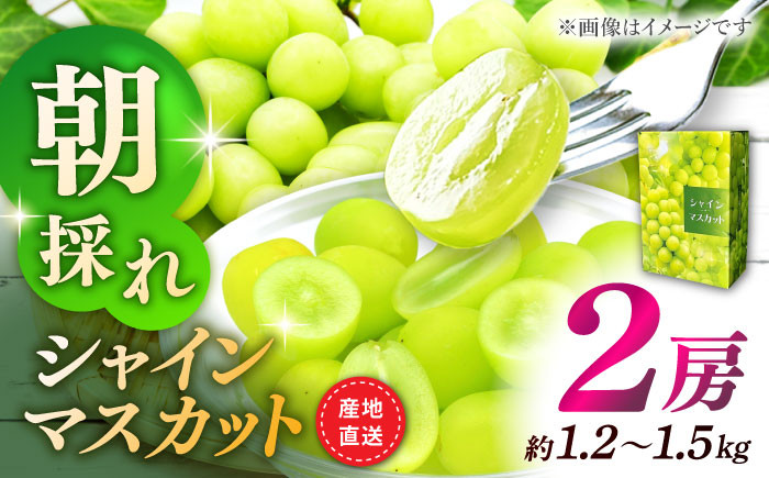 
【先行予約】シャインマスカット 2房（約1.2〜1.5kg）【城 果樹園】ぶどう マスカット ますかっと フルーツ 果物 熊本県産 山鹿市産 先行予約 [ZFD001]
