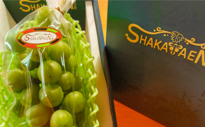 【先行予約】【数量限定】社方園の シャインマスカット 一房 化粧箱入り【合同会社 社方園】 シャインマスカット 果物 一房 ぶどう  [ZBZ005]