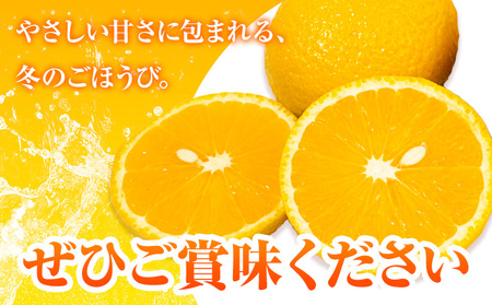 【先行予約】スイートスプリング 5kg 柑橘
