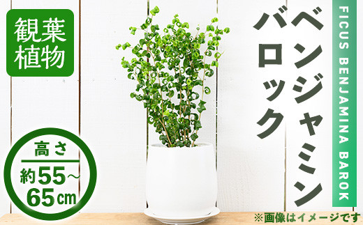 ＜観葉植物＞ベンジャミン バロック(6号) (陶器鉢・受け皿付)インテリア 植物 鉢 観葉植物 開店祝い 移転祝い おしゃれ 室内 ギフト プレゼント オフィス 陶器鉢 受け皿 玄関 小型【m24-11】 【アイエヌエー】