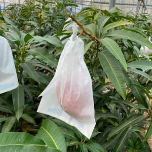 【2026年6月下旬から順次発送・贈答用】みなとばる農園の完熟アップルマンゴー2kg(3～6玉)【配送不可地域：離島】【1700018】