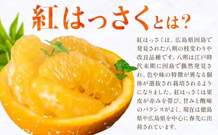 紅はっさく 約7kg 八朔  紅八朔