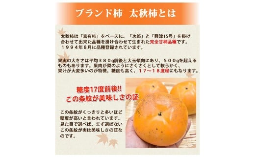 太秋柿 秀品 約3kg（約8～14個） ブランド柿 柿 かき たいしゅうかき 甘柿 フルーツ スイーツ くだもの 果物 果実 秋 旬 益城町産 【2025年10月下旬～11月下旬発送予定】