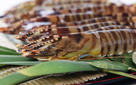 2026年1月発送:活きクルマエビ　500g_魚介・海産物  エビ えび 海老_【配送不可地域：離島・北海道・沖縄県】【1052792】