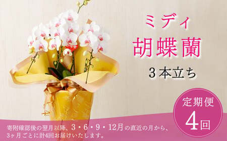 定期便 胡蝶蘭 熊本県産 ミディ 3本立ち×4回  【定期便4回】ミディ胡蝶蘭 3本立ち 洋蘭 観賞用 植物