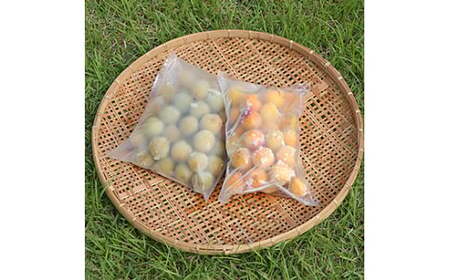 M358　農薬を使用していない南高梅（冷凍梅シロップ用）